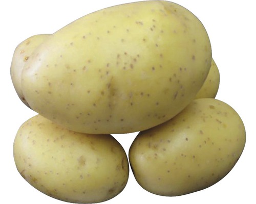 Sadzačky a sadbové zemiaky
