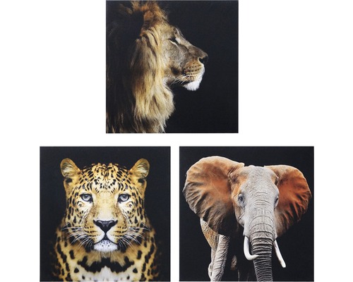 Obraz na plátne Africké zvieratá 50x50cm, 3 ks