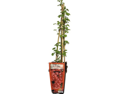 Ríbezľa červená 'Jonkheer van Tets' 30-40 cm v kvetináči