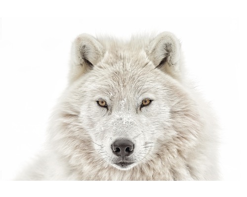 Plagát Maxi Wolf Head 61x91,5 cm