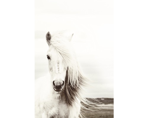 Plagát Maxi White Horse 61x91,5 cm