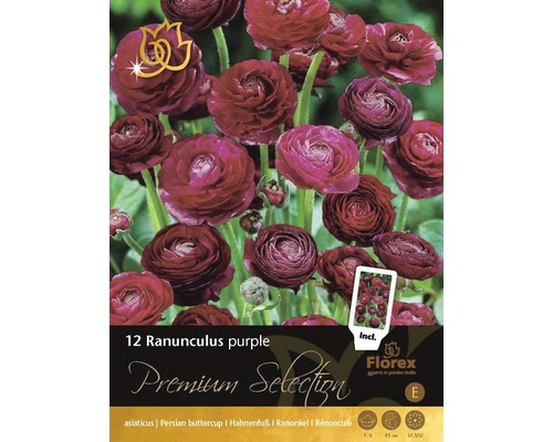 Iskerník Premium Ranunculus 'Purple'