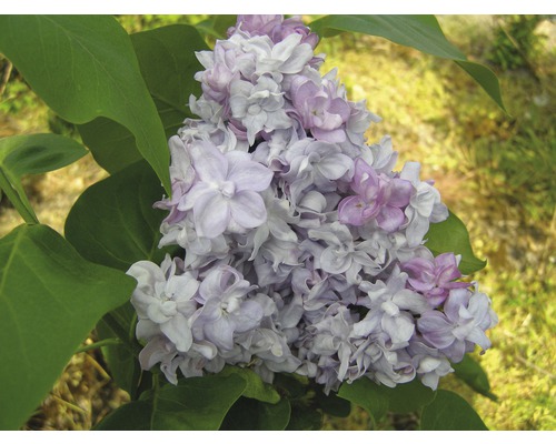 Orgován obyčajný FloraSelf Syringa vulgaris „Katherine Havemeyer“ 40-60 cm kvetináč 3 l