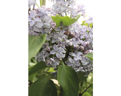 Orgován obyčajný FloraSelf Syringa vulgaris „Président Grévy“ 40-60 cm kvetináč 3 l