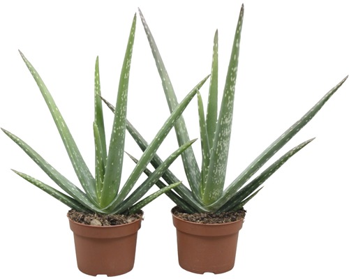 Aloe liečivá rastlina Aloe vera cca 30 cm kvetináč Ø 10,5 cm 1 ks