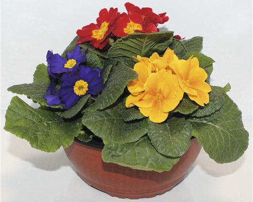 Prvosienka Primula miska Ø 20 cm, rôzne farby