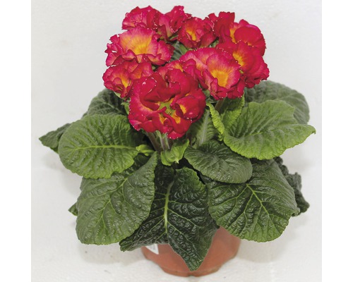 Prvosienka plnokvetá kvetináč Ø 10,5 cm, rôzne farby