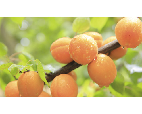 Marhuľa zakrpatená Prunus armeniaca 'Orange Beauty' 40 cm kvetináč 7,5 l