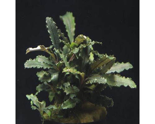 Akváriová rastlina živá Bucefalandra biblis