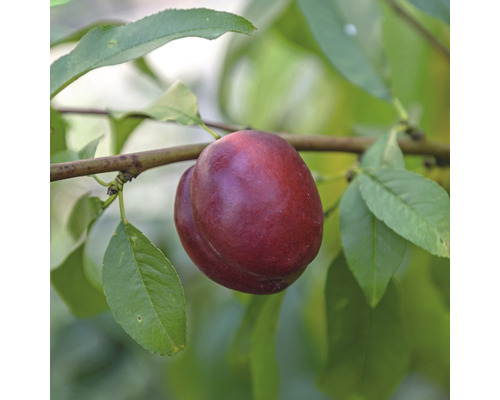 Trpasličia nektárinka Prunus persica nucipersica 'Nektarella' 60-80 cm kvetináč 7,5 l
