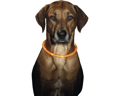 Obojok pre psov Karlie LED 70 cm, oranžový