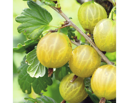 Egreš žltý veľký sladký Hof:Obst Ribes uva-crispa ‘Solemio‘® 30-40 cm kvetináč 3,4 l