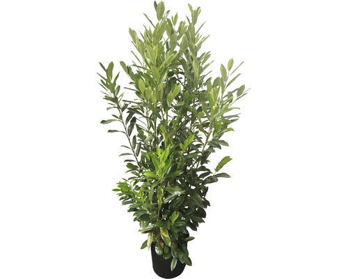 Vavrínovec lekársky Elly Prunus laurocerasus 'Elly'® V 125-150 cm kvetináč 15 l