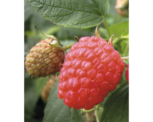 Malina jesenná Hof:Obst Rubus idaeus 'Aroma Queen' 30-40 cm kvetináč 3,4 l