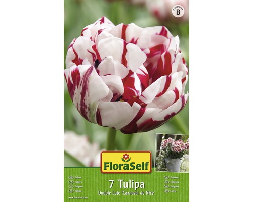 Tulipány Double Late 'Carnival de Nice' FloraSelf biele 7 ks