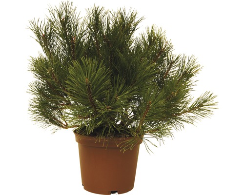 Borovica horská FloraSelf Pinus mugo 30-40 cm kvetináč 3 l