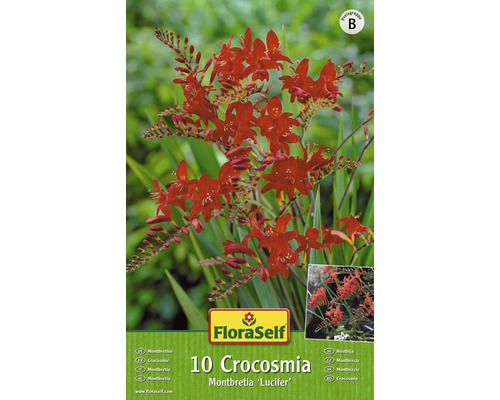 Montbrécia - Crocosmia Lucifer červené FloraSelf 10 ks