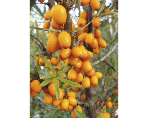 Rakytník samoopelivý FloraSelf Hippophae rhamnoides „Friesdorfer Orange“ 40-60 cm kvetináč 4,5 l