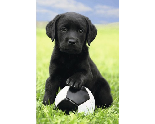 Plagát Maxi Dog - Labrador Football 61x91,5 cm