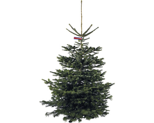 Živý vianočný stromček jedľa dánska Nordmann Gold 170-220 cm