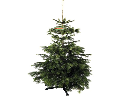 Živý vianočný stromček jedľa dánska Nordmann Gold 130-170 cm