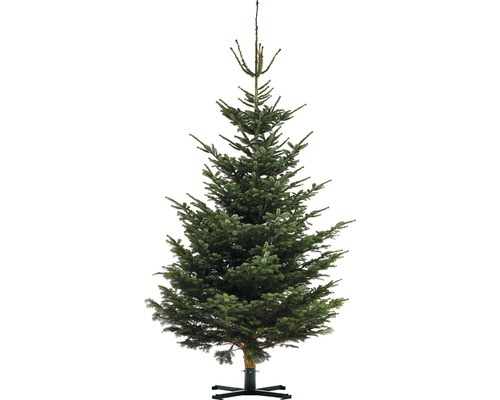 Živý vianočný stromček jedľa dánska Nordmann Gold 400-450 cm XXXL