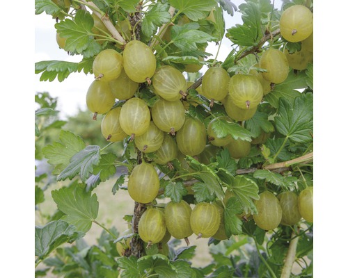 Egreš zelený na kmienku FloraSelf Ribes uva-crispa „Invicta“ kmienok cca 90 cm výška celkom 100-120 cm