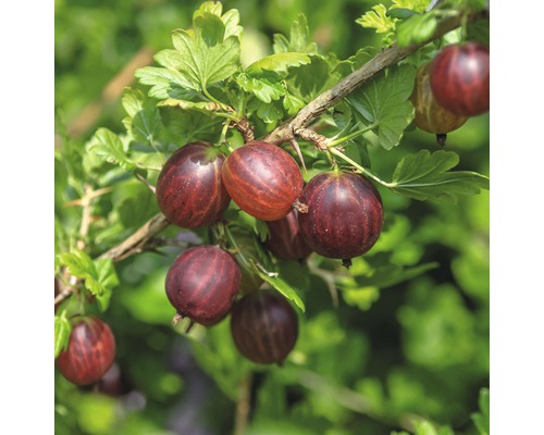 Egreš červený FloraSelf Ribes uva-crispa 'Hinnomäki' 40-60 cm kvetináč 3 l
