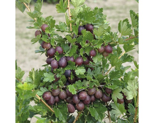 Egreš červený FloraSelf Ribes uva-crispa 'Hinnomäki' malý kmeň cca 90 cm celková výška 100-120 cm