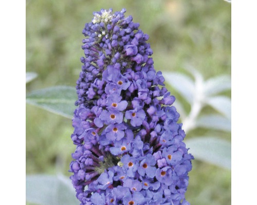 Budleja Dávidova, motýlí ker FloraSelf Buddleja davidii modrá 60-80 cm kvetináč 3 l