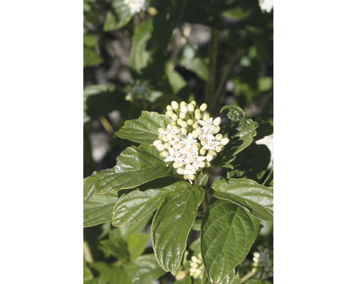 Drieň výbežkatý FloraSelf Cornus stolonifera „Flaviramea“ 50-60 cm květináč 4 l