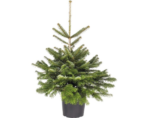 Vianočný stromček v kontajneri jedľa kaukazská 80-100 cm Abies Nordmanniana vhodný na výsadbu, kvetináč 7,5 l