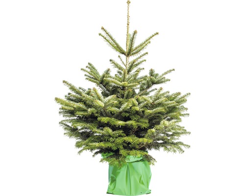 Vianočný stromček v kontajneri dánska jedľa 100 - 125 cm, kontajner 10 l
