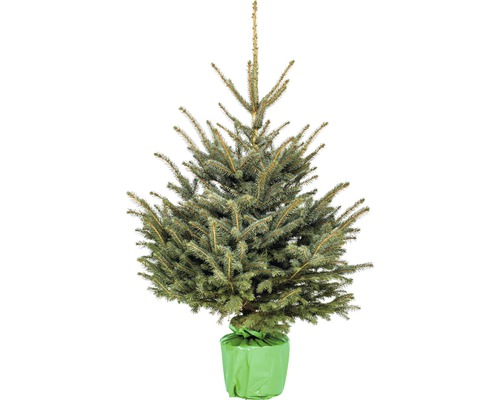 Vianočný stromček v kvetináči Picea Glauca Conica 150-175 cm