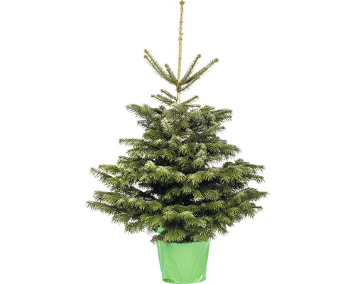 Vianočný stromček v kontajneri dánska jedľa 125 - 150 cm, kontajner 12 l