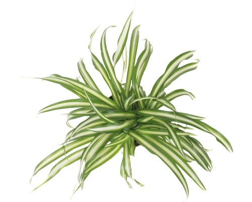 Zelenec chocholnatý FloraSelf Chlorophytum comosum 'Atlantic' 30-40 cm kvetináč Ø 12 cm