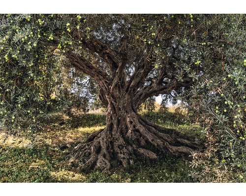 Fototapeta papierová 8-531 VOL 15 Olive Tree 8-dielna 368x254 cm