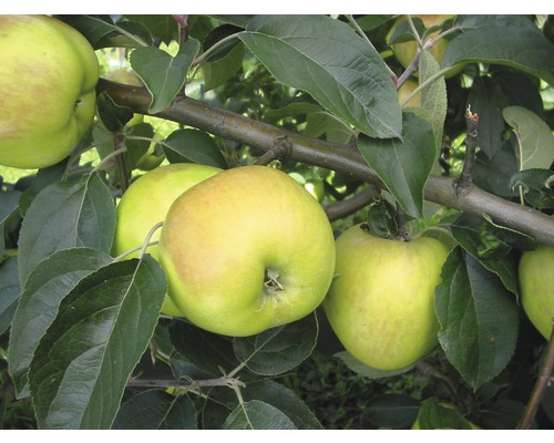 Jesenná jabloň stolové jablko FloraSelf Malus domestica 'Gravensteiner' V 150-180 cm kvetináč 6 l
