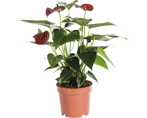 Antúria / Anthurie FloraSelf Anthurium andreanum 35-40 cm kvetináč Ø 12 cm červená