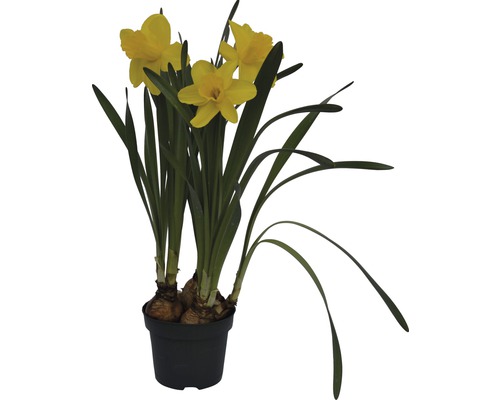 Narcis FloraSelf Narcissus pseudonarcissus 'Lucky Number' Ø 12 cm kvetináč