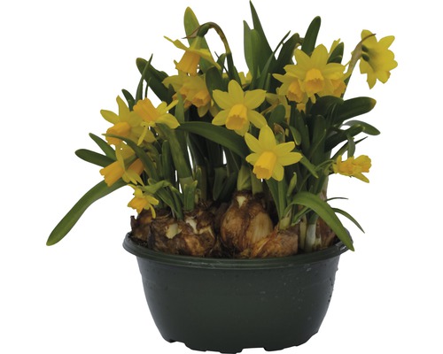 Narcis FloraSelf Narcissus pseudonarcissus 'Tete a Tete' Ø 16 cm kvetináč