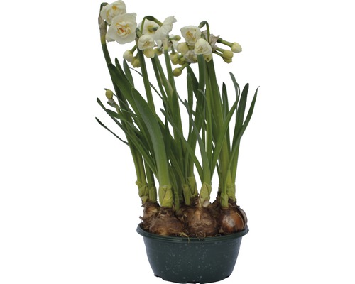 Narcis FloraSelf Narcissus pseudonarcissus 'Bridal Crown' Ø 16 cm kvetináč