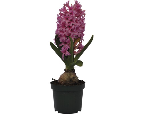 Hyacint FloraSelf Hyacinthus orientalis 'Pink Pearl' Ø 9 cm kvetináč