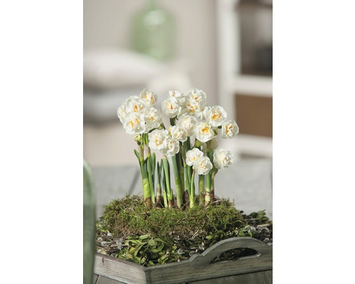 Narcis FloraSelf Narcissus pseudonarcissus 'Bridal Crown' Ø 12 cm kvetináč