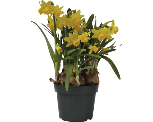Narcis FloraSelf Narcissus pseudonarcissus 'Tete a Tete' Ø 12 cm kvetináč