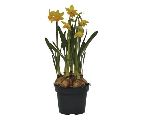 Narcis FloraSelf Narcissus pseudonarcissus 'Jet Fire' Ø 12 cm kvetináč