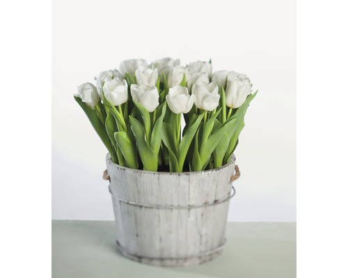 Tulipán FloraSelf Tulipa x Hybride 'Calgary' Ø 12 cm kvetináč